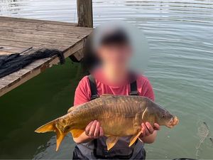 Mirror Carp