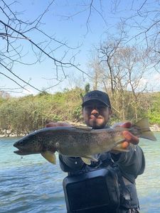 Brown Trout