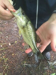 Largemouth Bass