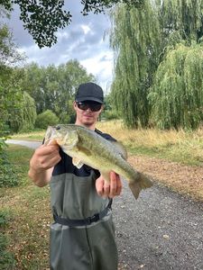 Largemouth Bass