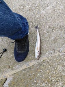 Whiting