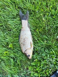 Crucian Carp