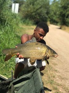 Common Carp