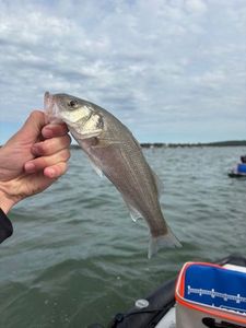 European Bass (Seabass)