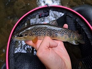 Brown Trout