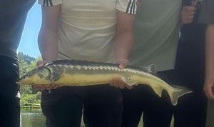 Sturgeon