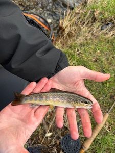 Brown Trout