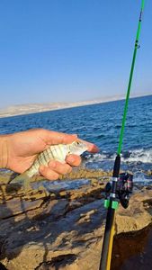 Black Seabream