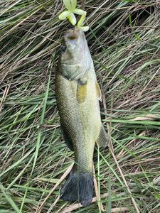 Largemouth Bass