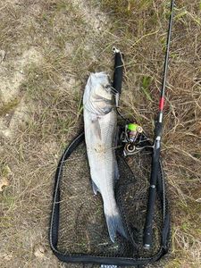 European Bass (Seabass)