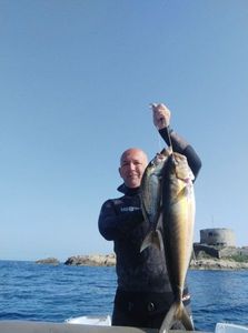 Greater Amberjack