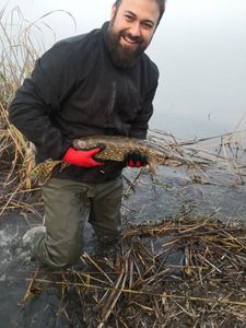 Northern Pike