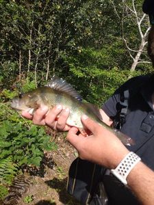 European Perch