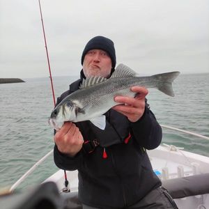 European Bass (Seabass)