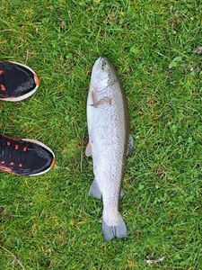 Cutthroat Trout
