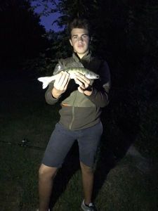 Zander