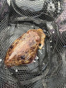 Common Cuttlefish