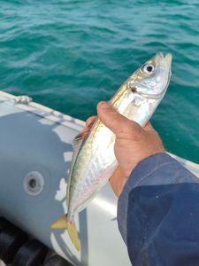 Atlantic Horse Mackerel