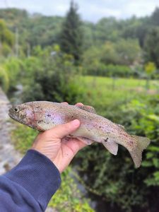 Rainbow Trout