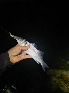 European Bass (Seabass)