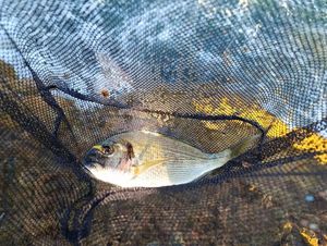 Gilthead Seabream