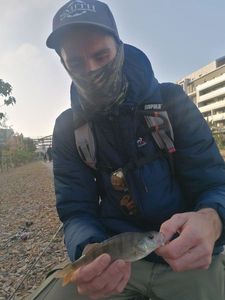 European Perch