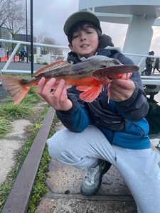 Grey Gurnard