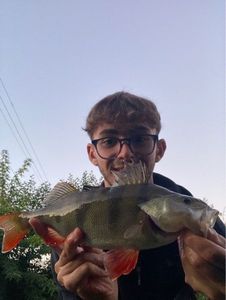 European Perch