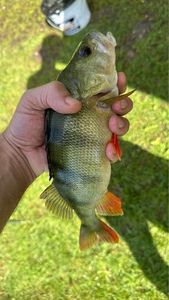European Perch