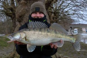 Zander