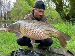 Common Carp