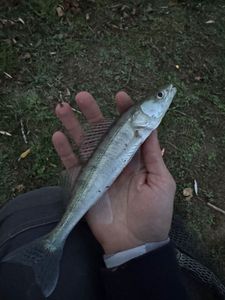 Zander