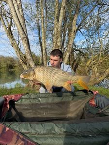 Common Carp
