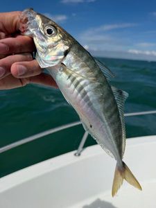Atlantic Horse Mackerel