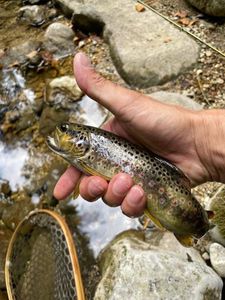 Brown Trout