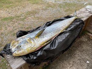 Dolphinfish