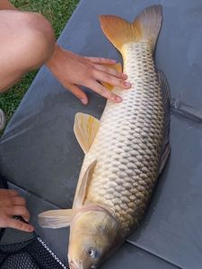 Common Carp