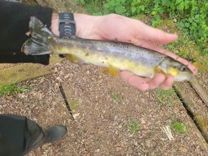 Brown Trout