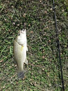 Largemouth Bass