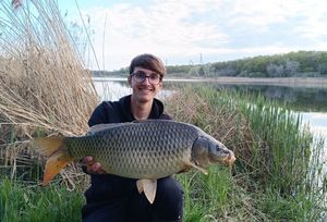 Common Carp