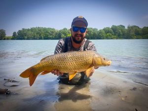 Common Carp