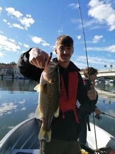 Largemouth Bass