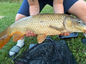 Common Carp
