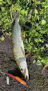 Northern Pike