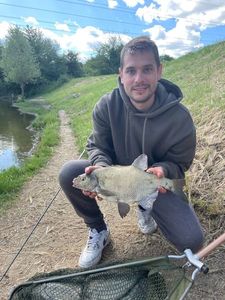 Common Bream