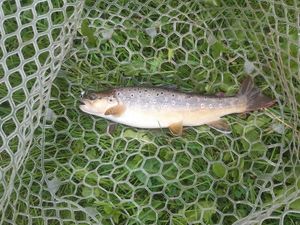 Brown Trout