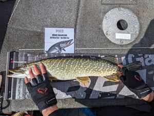 Northern Pike