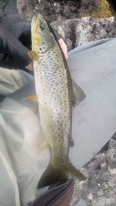 Brown Trout
