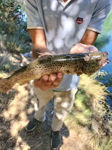 Brown Trout