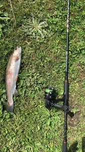 Rainbow Trout
